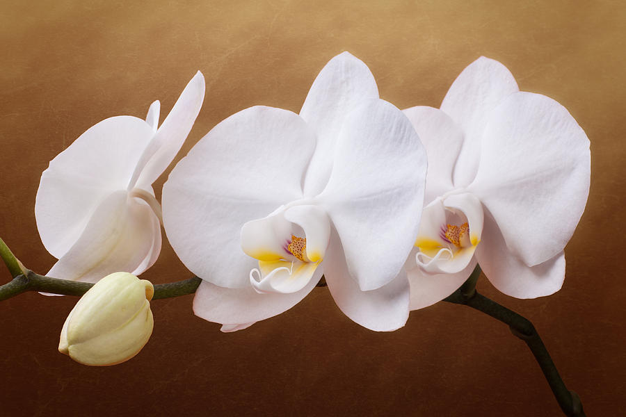 Flower Photograph - White Orchid Flowers and Bud by Tom Mc Nemar