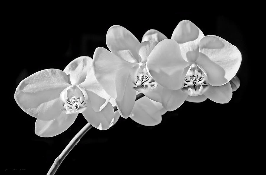 White Orchid Flowers Black and White Photograph by Jennie Marie Schell