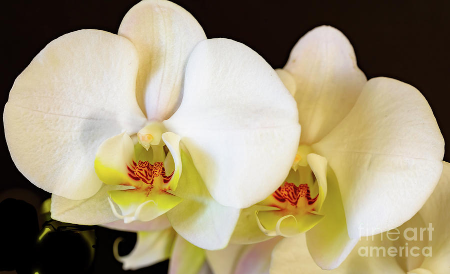 White orchid flowers Photograph by Colin Rayner