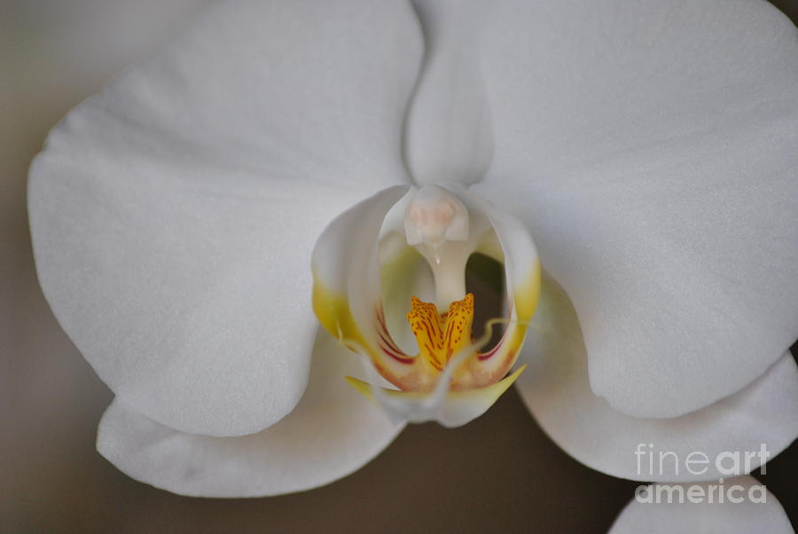 White Orchid Photograph by Frank Larkin