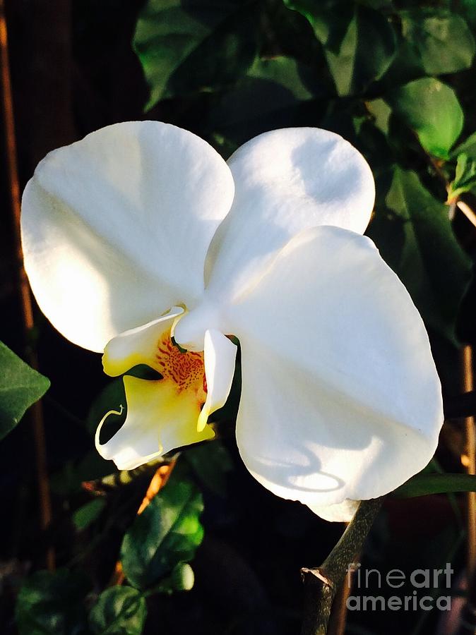 Flower Photograph - White Orchid by Gail Nandlal