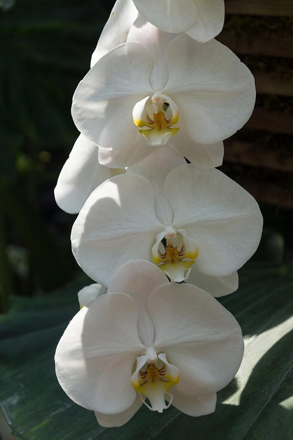 Nature Photograph - White Orchid Trio - Exotic Elegance Times Three by Georgia Mizuleva