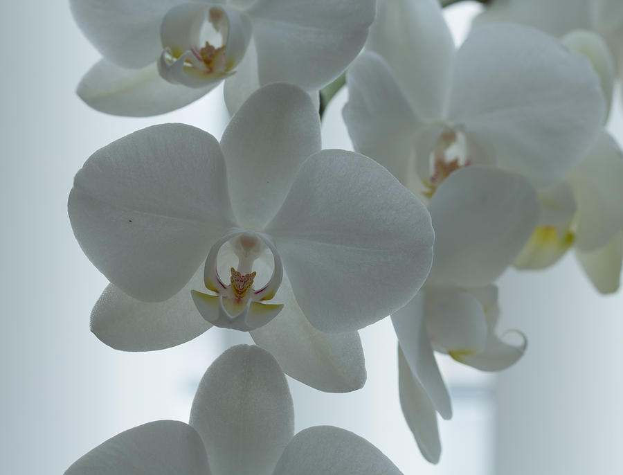 Orchid Photograph - White Orchid by Gergana Radeva