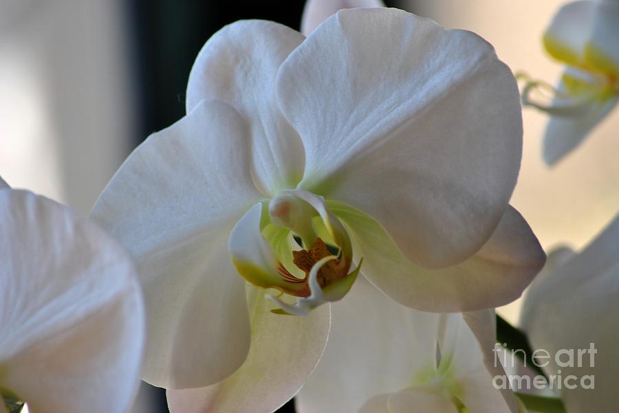 White Orchid II Photograph by Frank Larkin