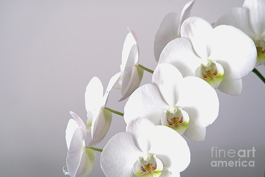 White Orchid in Bloom Photograph by Ann Horn