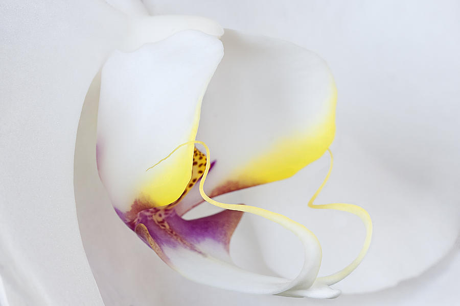 White Orchid Photograph by Ken Barrett