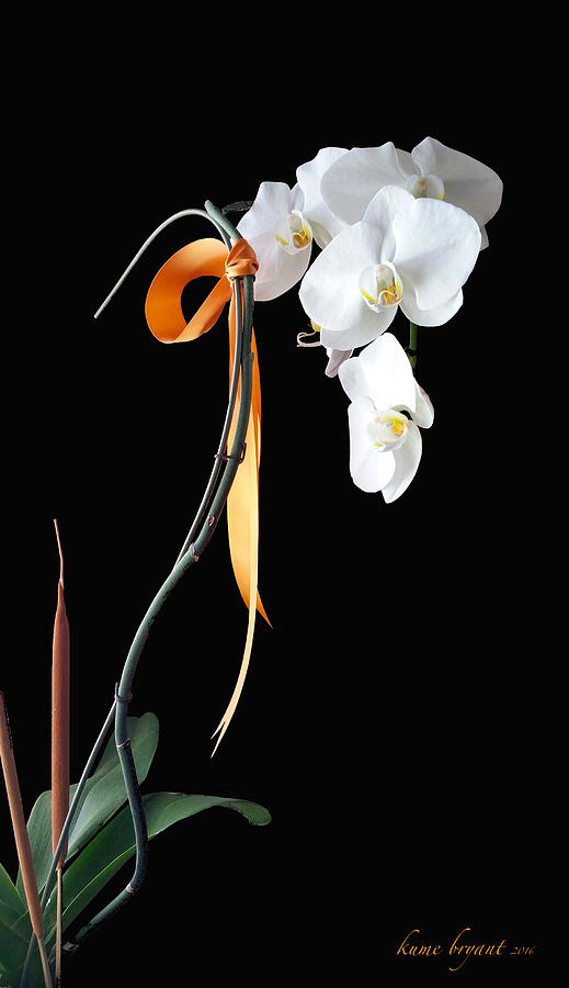 White Orchid Photograph by Kume Bryant