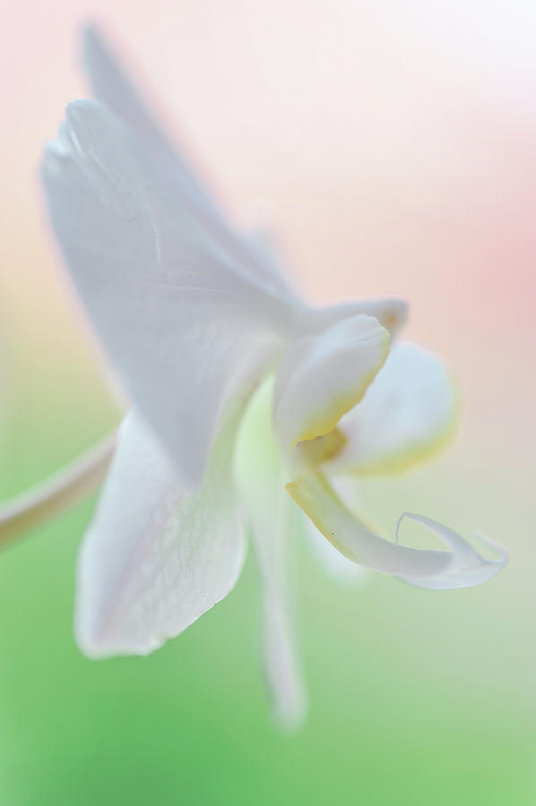 White Orchid Macro 1. Series Elegance Photograph by Jenny Rainbow