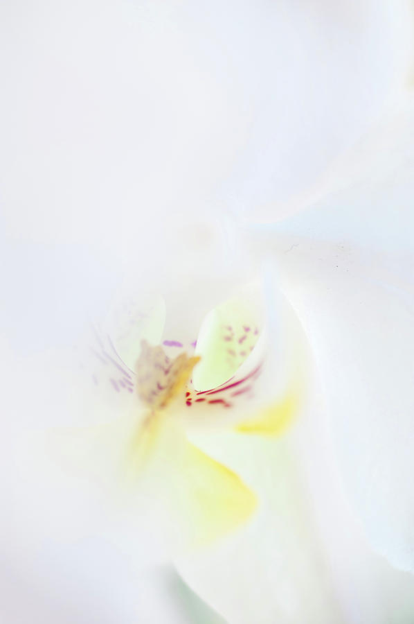 White Orchid Macro 10. Series Elegance Photograph by Jenny Rainbow