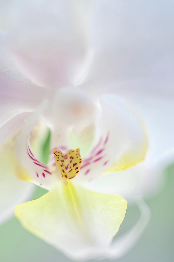 White Orchid Macro 11. Series Elegance Photograph by Jenny Rainbow