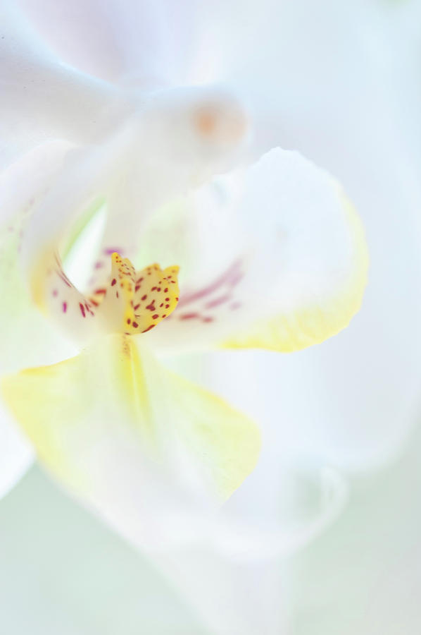 White Orchid Macro 12. Series Elegance Photograph by Jenny Rainbow