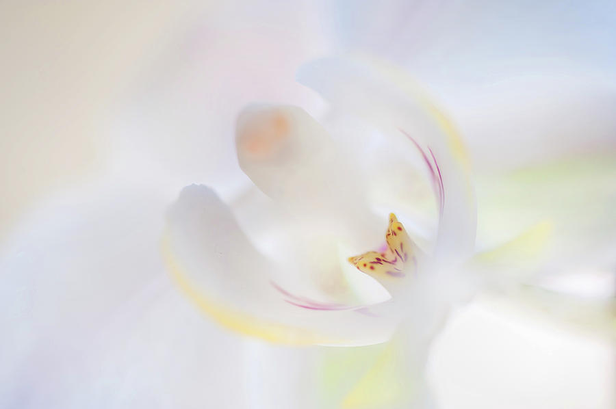 White Orchid Macro 13. Series Elegance Photograph by Jenny Rainbow