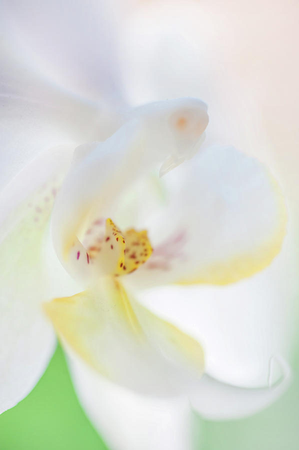 White Orchid Macro 14. Series Elegance Photograph by Jenny Rainbow