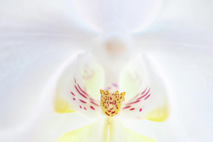 White Orchid Macro 15. Series Elegance Photograph by Jenny Rainbow