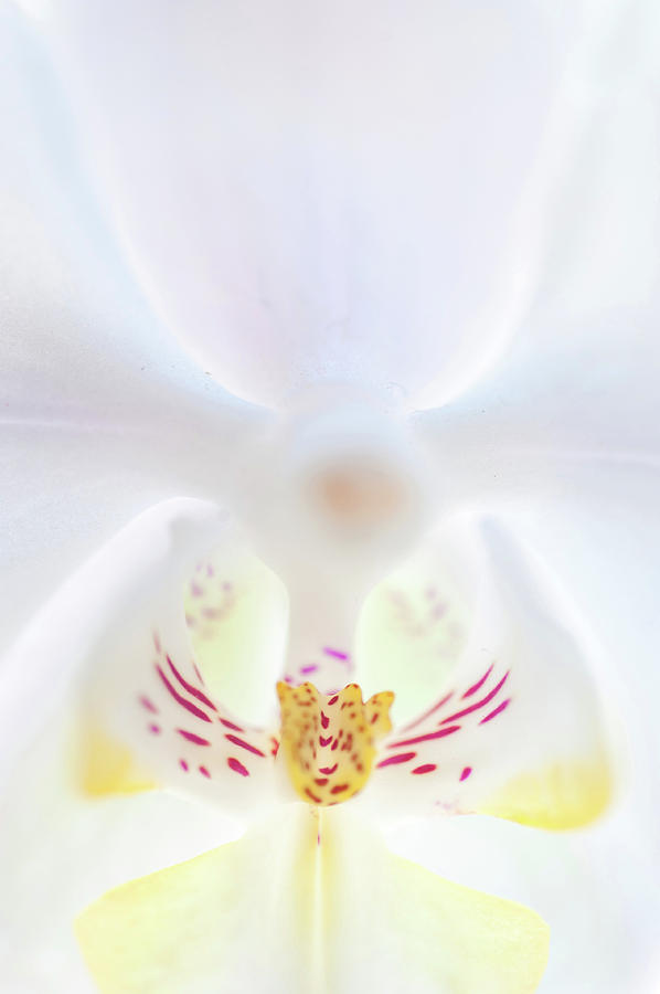 White Orchid Macro 16. Series Elegance Photograph by Jenny Rainbow