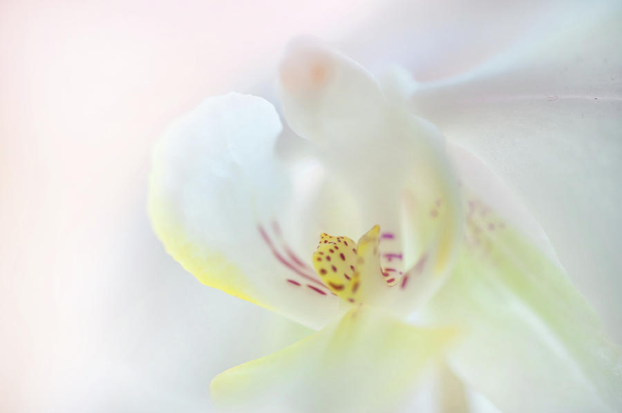 White Orchid Macro 17. Series Elegance Photograph by Jenny Rainbow