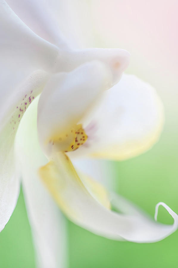 White Orchid Macro 19. Series Elegance Photograph by Jenny Rainbow