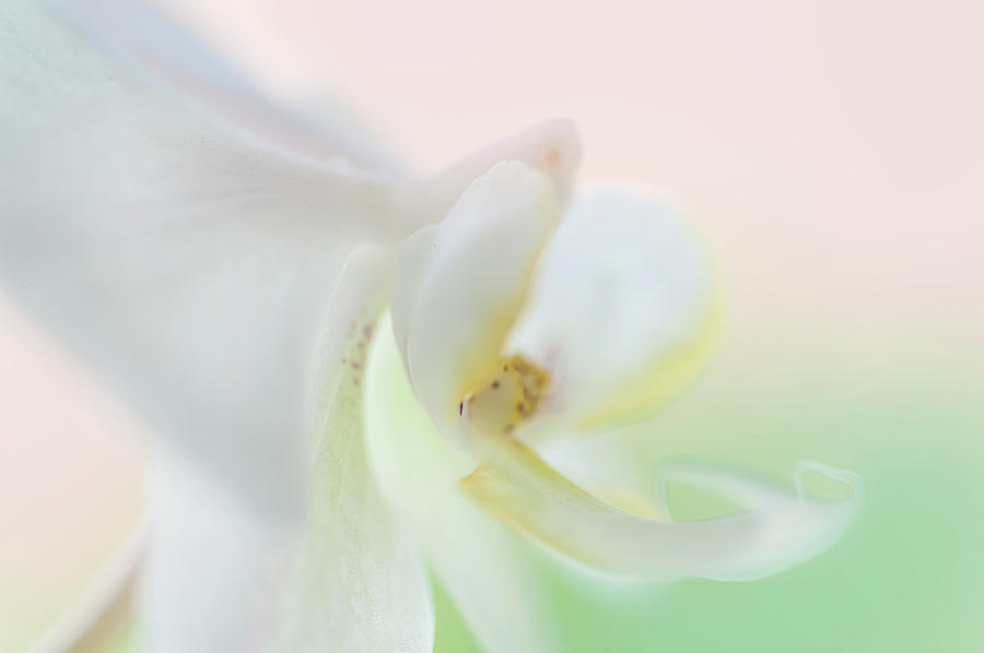 White Orchid Macro 2. Series Elegance Photograph by Jenny Rainbow