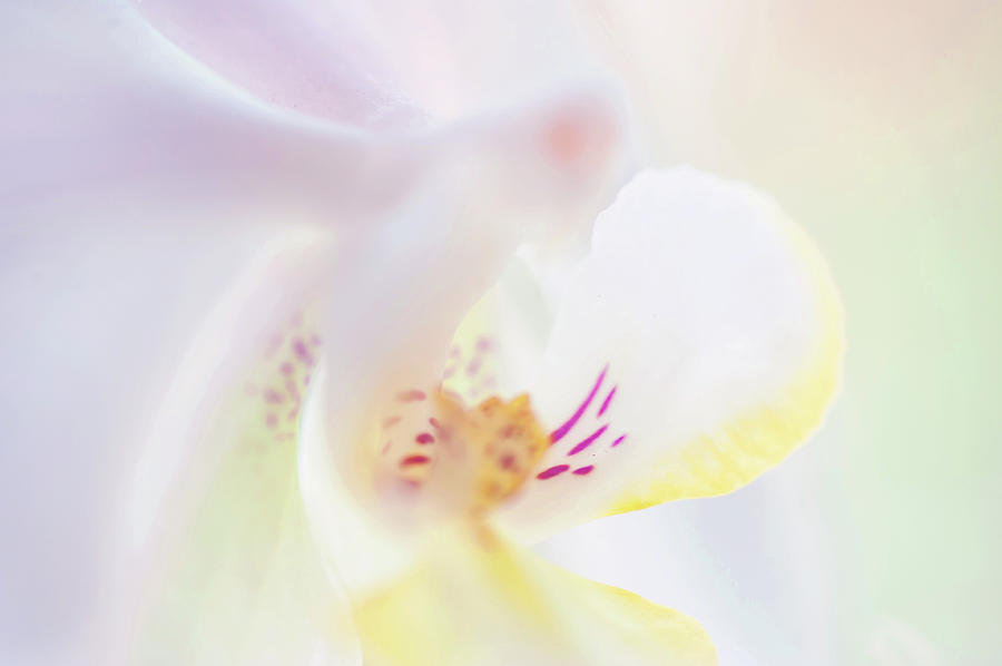 White Orchid Macro 20. Series Elegance Photograph by Jenny Rainbow