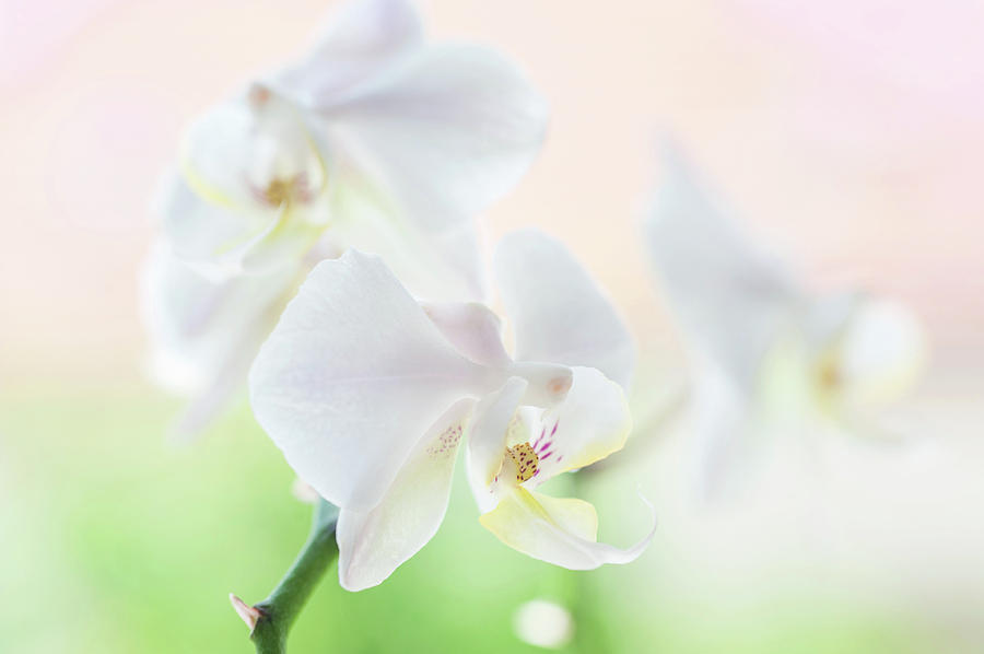 White Orchid Macro 21. Series Elegance Photograph by Jenny Rainbow
