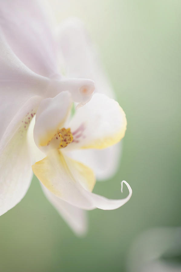 White Orchid Macro 22. Series Elegance Photograph by Jenny Rainbow
