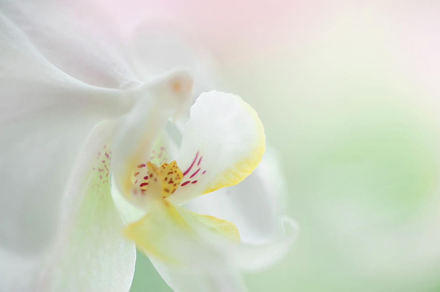 White Orchid Macro 23. Series Elegance Photograph by Jenny Rainbow