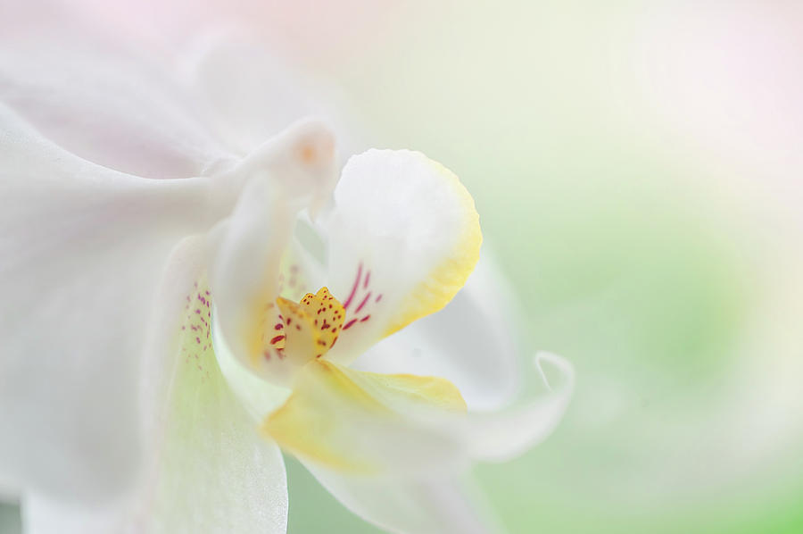 White Orchid Macro 24. Series Elegance Photograph by Jenny Rainbow