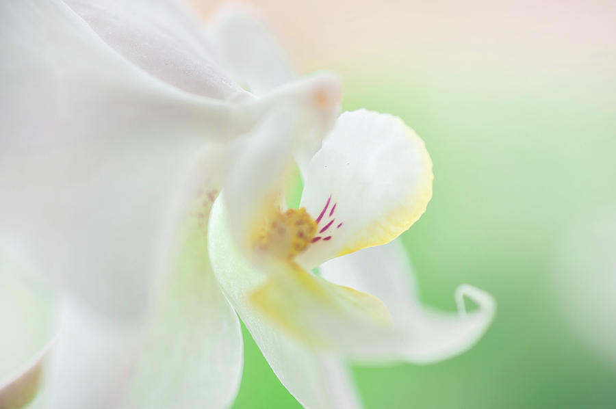 White Orchid Macro 25. Series Elegance Photograph by Jenny Rainbow