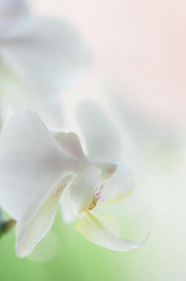 White Orchid Macro 3. Series Elegance Photograph by Jenny Rainbow