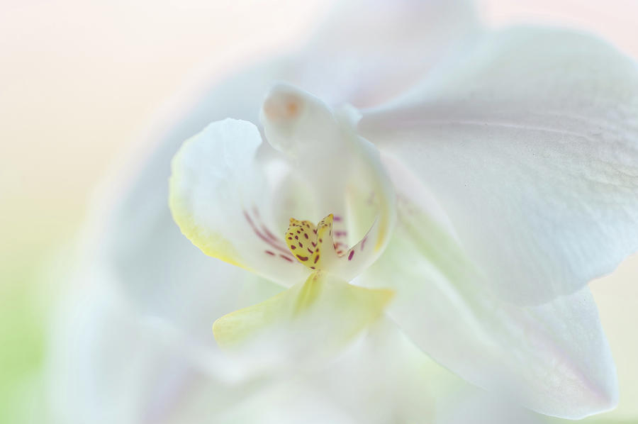 White Orchid Macro 4. Series Elegance Photograph by Jenny Rainbow