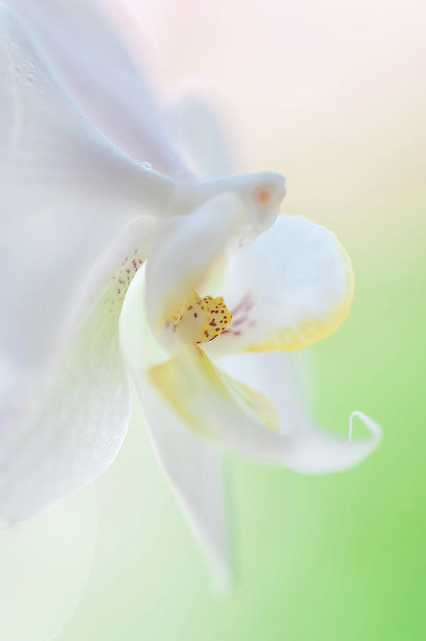White Orchid Macro 5. Series Elegance Photograph by Jenny Rainbow