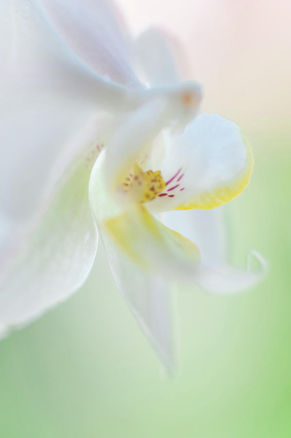 White Orchid Macro 6. Series Elegance Photograph by Jenny Rainbow