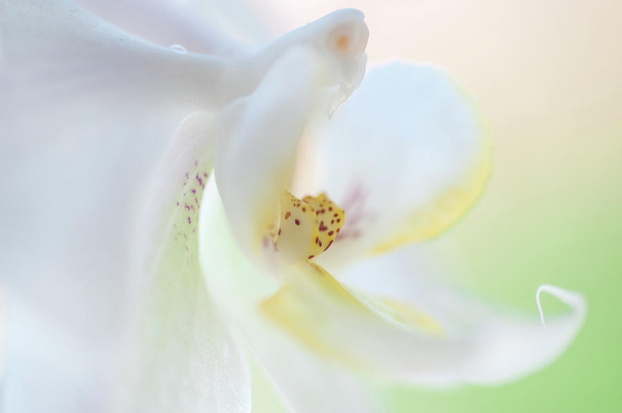 White Orchid Macro 7. Series Elegance Photograph by Jenny Rainbow