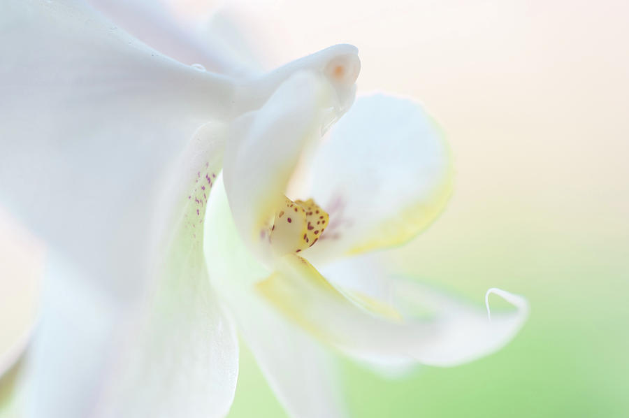 White Orchid Macro 8. Series Elegance Photograph by Jenny Rainbow