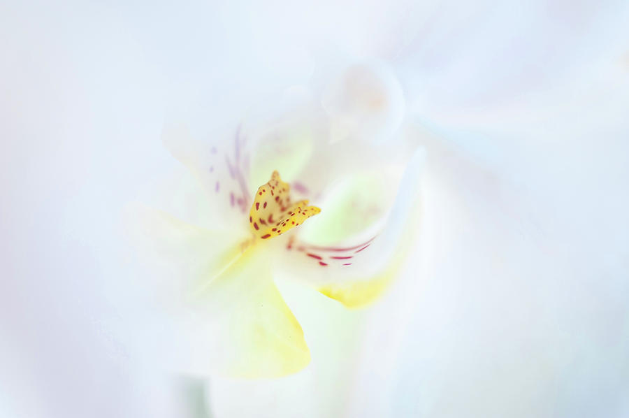 White Orchid Macro 9. Series Elegance Photograph by Jenny Rainbow