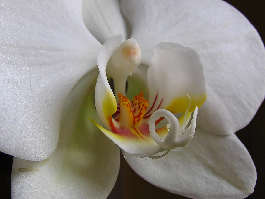 White Orchid Macro Photograph Photograph by Juergen Roth