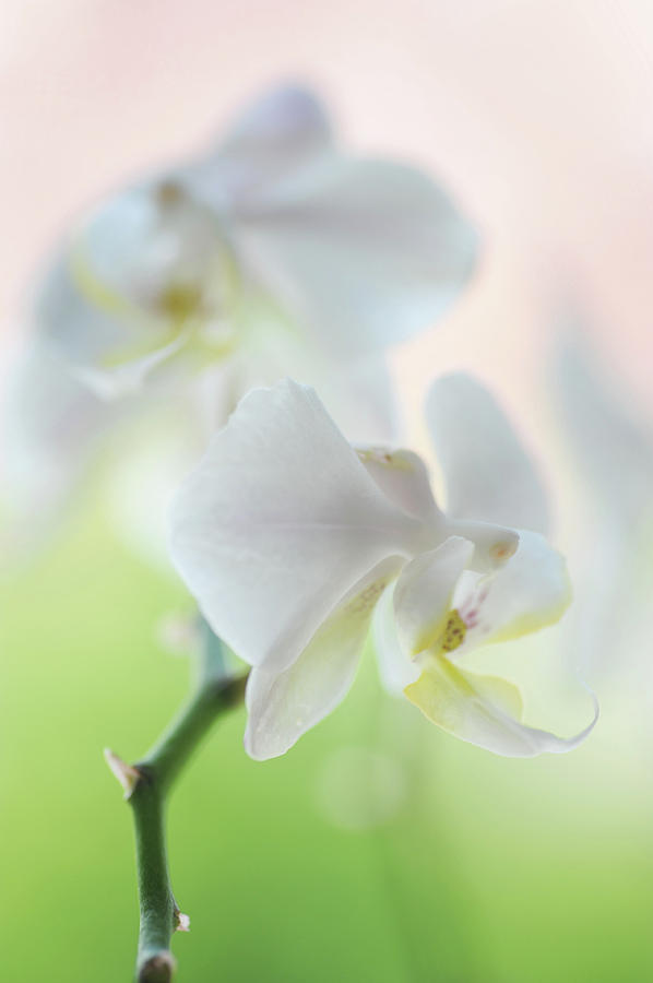 White Orchid Macro. Series Elegance Photograph by Jenny Rainbow