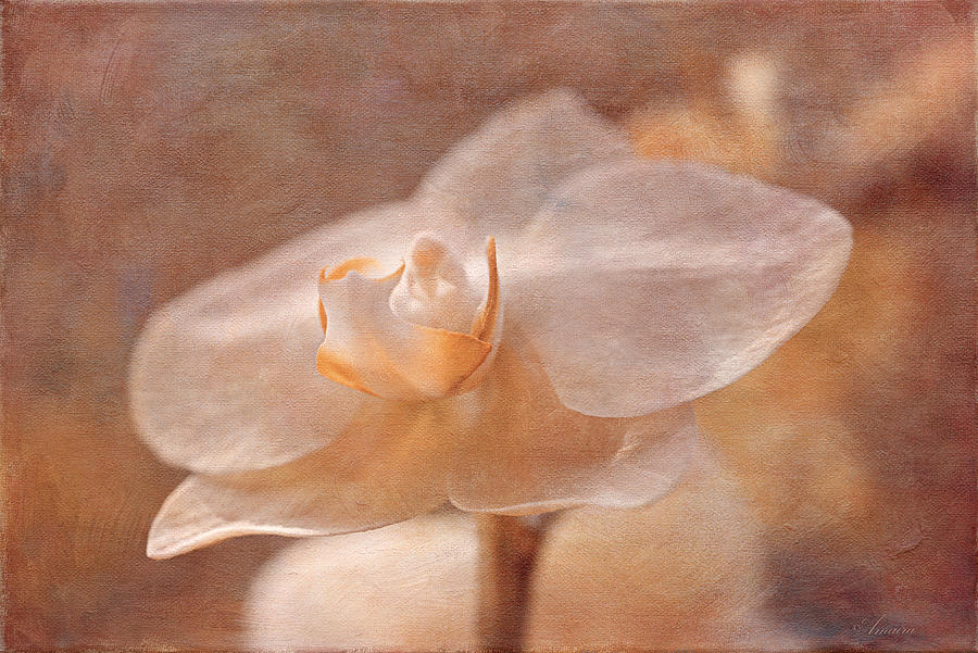 White Orchid Photograph by Maria Angelica Maira