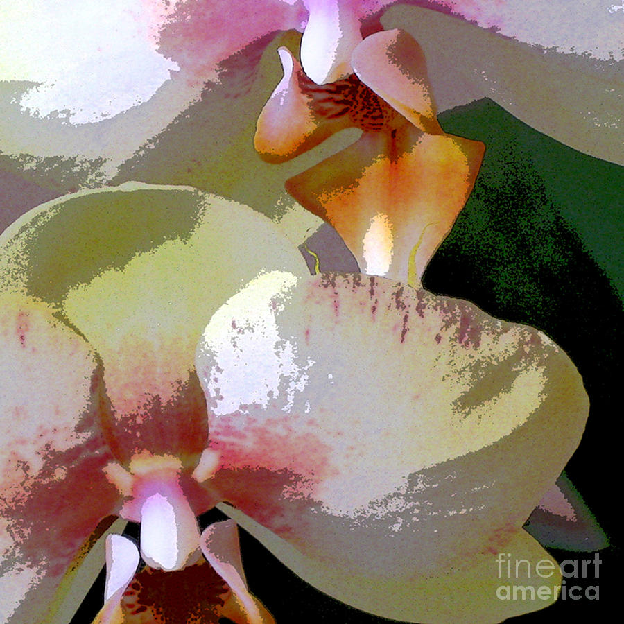 White Orchid Digital Art by Marsha Young