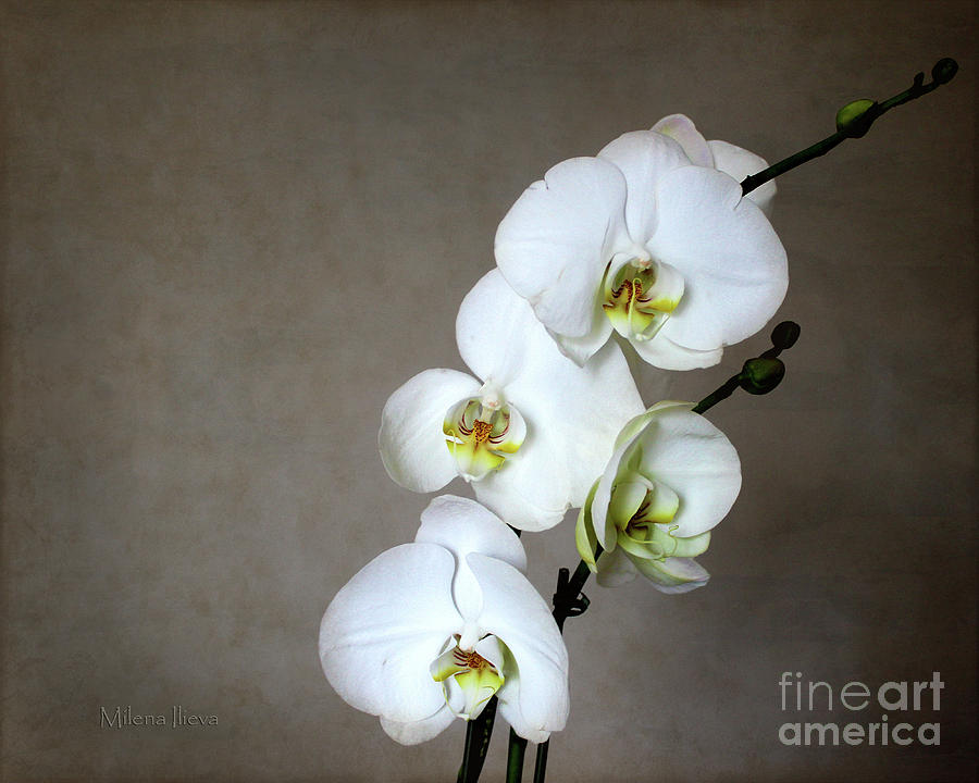 White Orchid  Photograph by Milena Ilieva