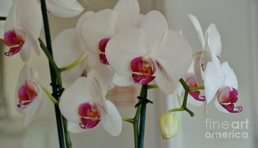 White Orchid Mothers Day Photograph by Marsha Heiken