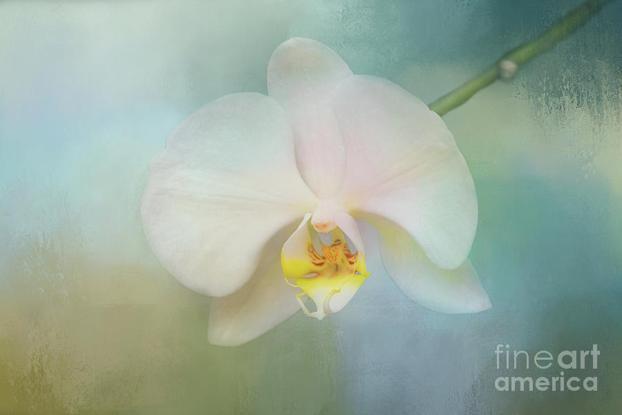 White Orchid Of Relaxation Digital Art by Sharon McConnell