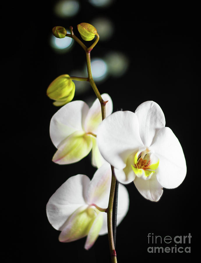 White Orchid on Black bw Photograph by Alex Art