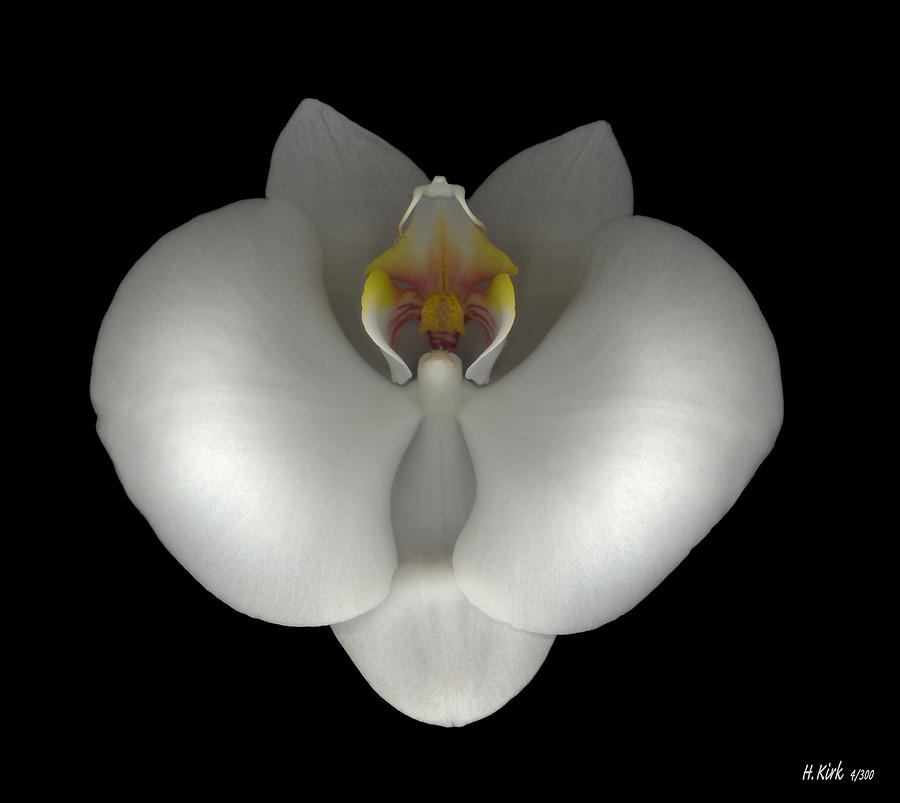 White Orchid on Black Photograph by Heather Kirk