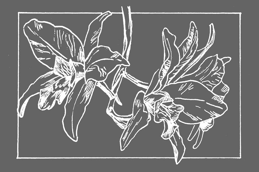 White Orchid on Transparent Background Drawing by Masha Batkova