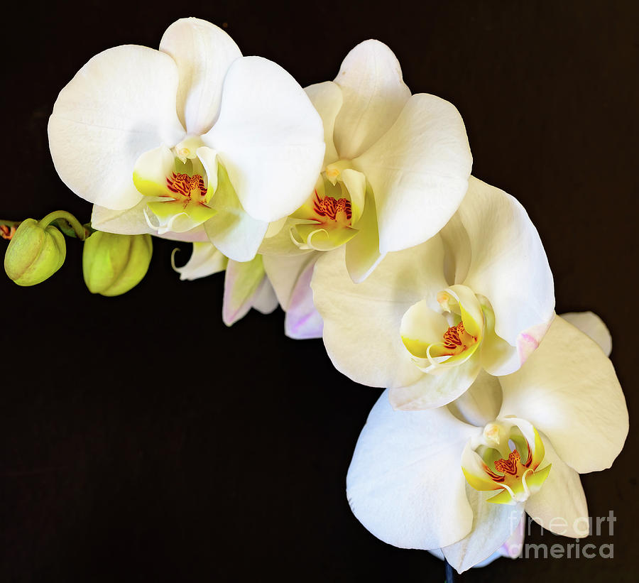 White orchid plant Photograph by Colin Rayner