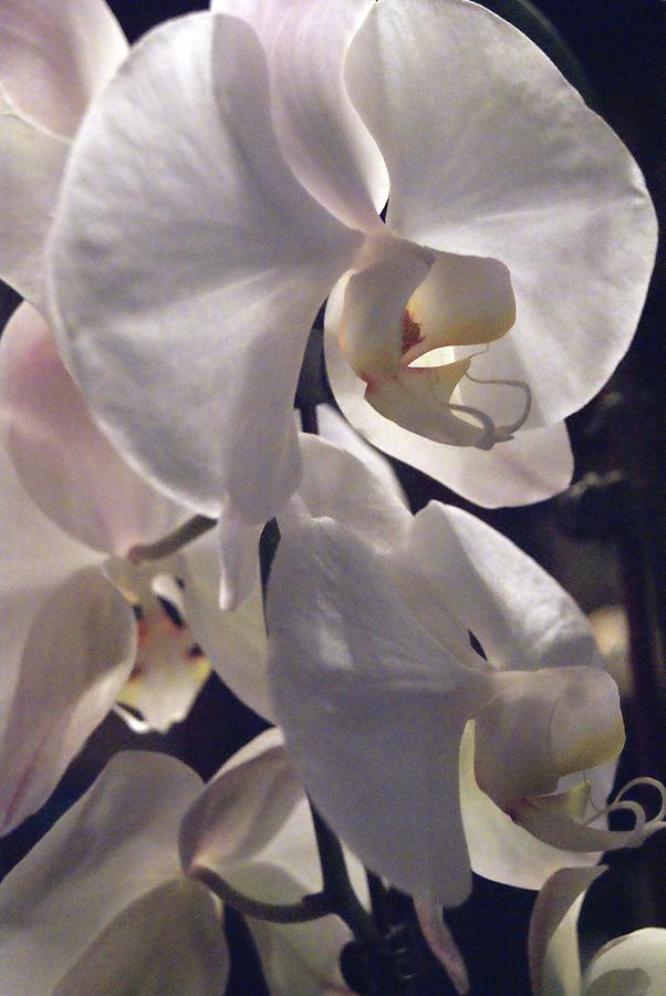 White Orchid Portrait Photograph by Margie Avellino