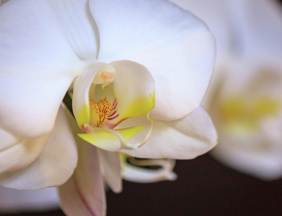 Orchid Photograph - White Orchid by R Scott Duncan