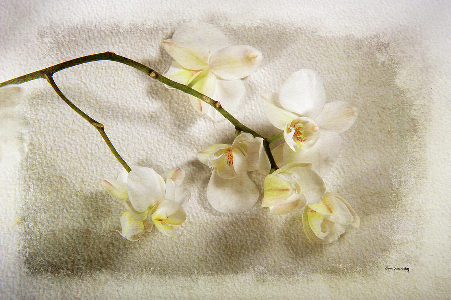 White Orchid Photograph by Randi Grace Nilsberg