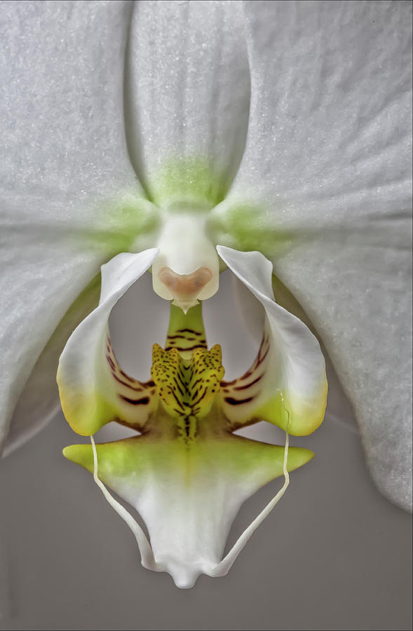 White Orchid Photograph by Robert Ullmann